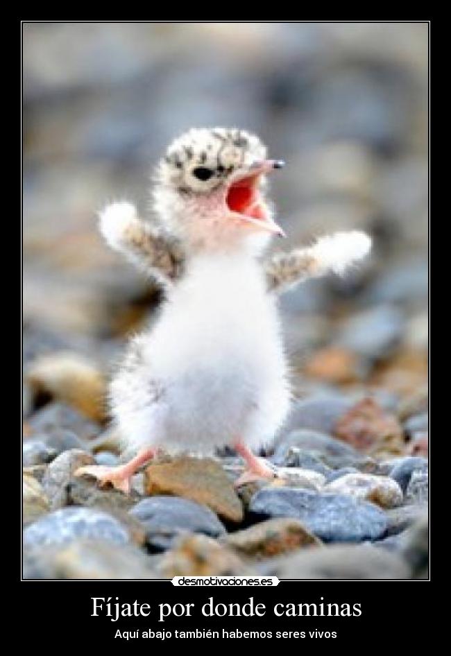 Fíjate por donde caminas - Aquí abajo también habemos seres vivos