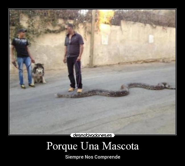 Porque Una Mascota - Siempre Nos Comprende