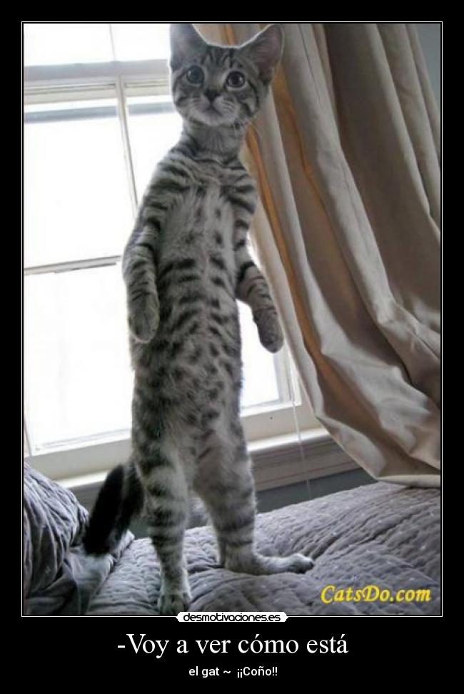 -Voy a ver cómo está - 