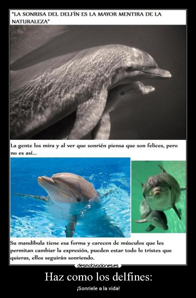 Haz como los delfines: - ¡Sonríele a la vida!