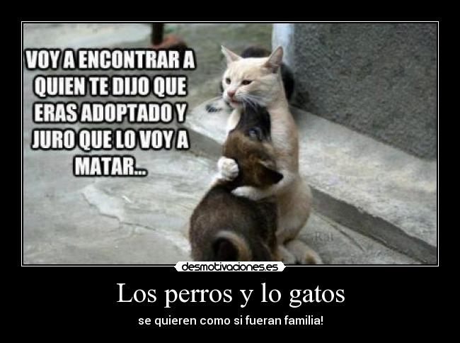 Los perros y lo gatos -