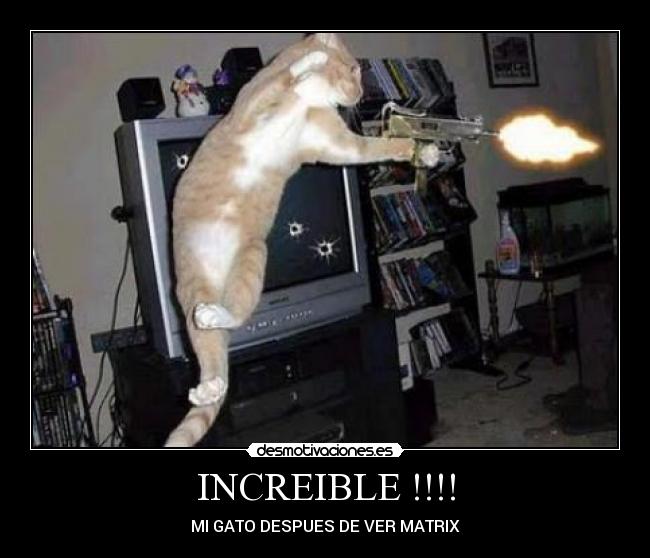 INCREIBLE !!!! - MI GATO DESPUES DE VER MATRIX
