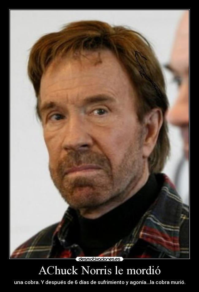 AChuck Norris le mordió - una cobra. Y después de 6 días de sufrimiento y agonía...la cobra murió.