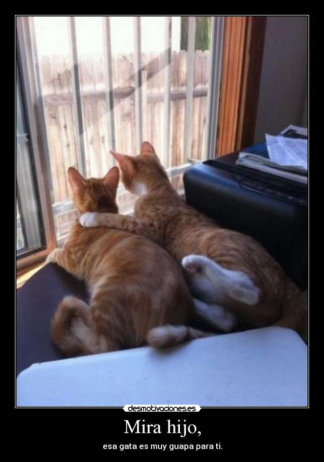 Mira hijo, - esa gata es muy guapa para ti.