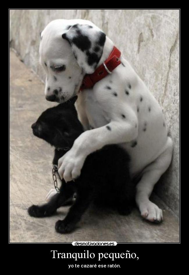 Tranquilo pequeño, -