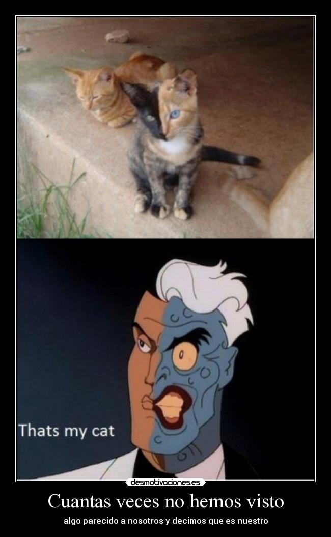 carteles thats cat desmotivaciones