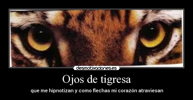 Ojos de tigresa - que me hipnotizan y como flechas mi corazón atraviesan