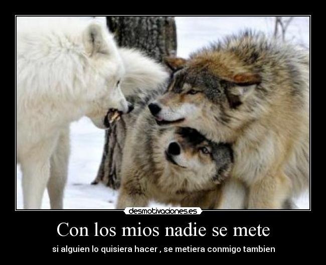 Con los mios nadie se mete - si alguien lo quisiera hacer , se metiera conmigo tambien