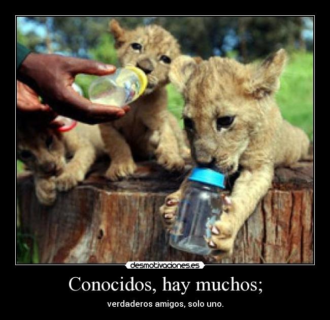 Conocidos, hay muchos; - verdaderos amigos, solo uno.