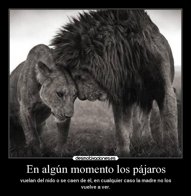 En algún momento los pájaros -