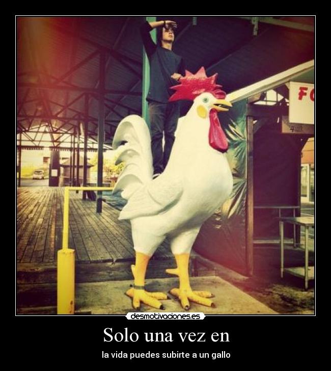 Solo una vez en - la vida puedes subirte a un gallo