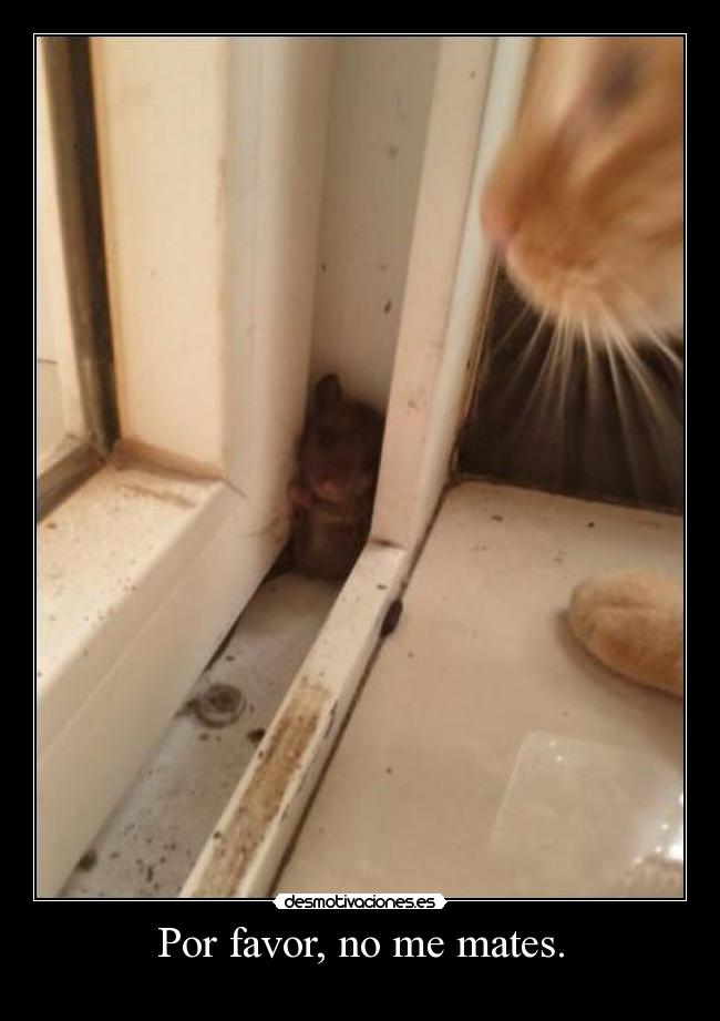 carteles antoniogachero tarde voy mataaaaaaar grac osa encantas jeje desmotivaciones