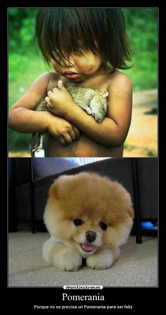 Pomerania - Porque no se precisa un Pomerania para ser feliz