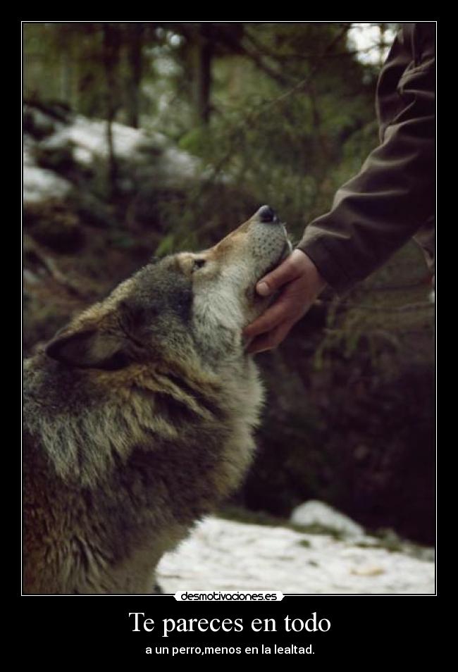 Te pareces en todo - a un perro,menos en la lealtad.