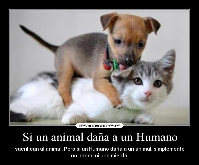 Si un animal daña a un Humano - sacrifican al animal, Pero si un Humano daña a un animal, simplemente
no hacen ni una mierda.