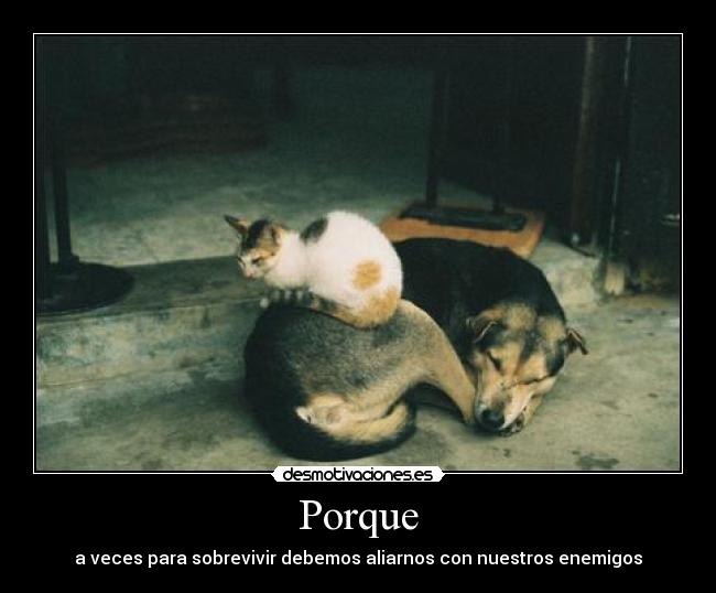 Porque -