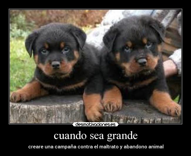 cuando sea grande - creare una campaña contra el maltrato y abandono animal