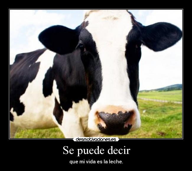 Se puede decir - que mi vida es la leche.