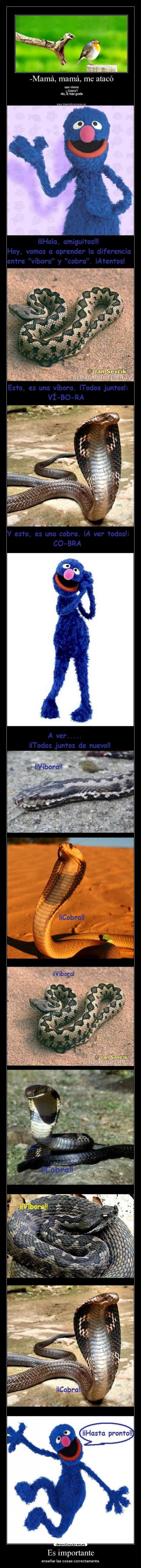 carteles ensenar bien barrio sesamo coco grover diferencias vibora cobra animales desmotivaciones