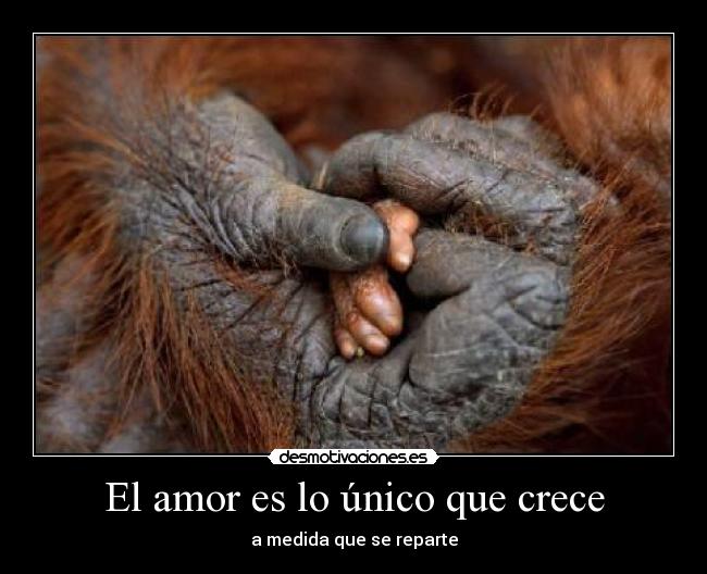 El amor es lo único que crece -