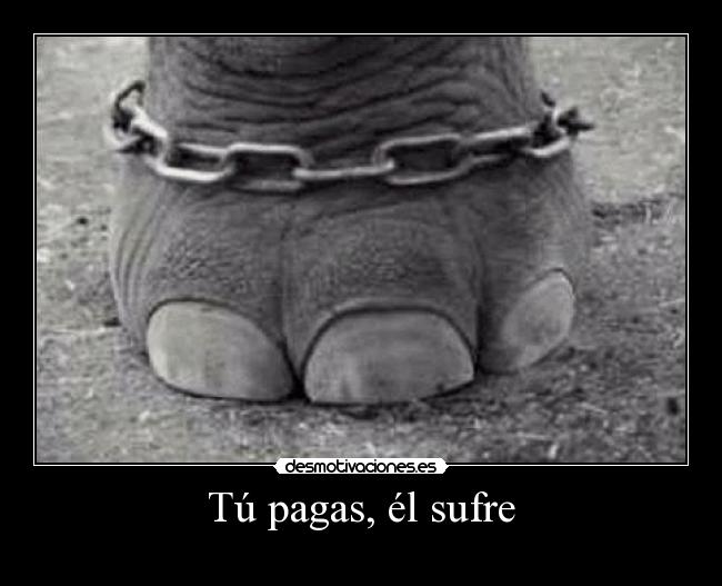 carteles noalmaltratoanimal desmotivaciones