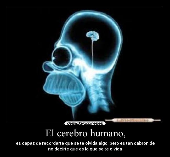El cerebro humano, -
