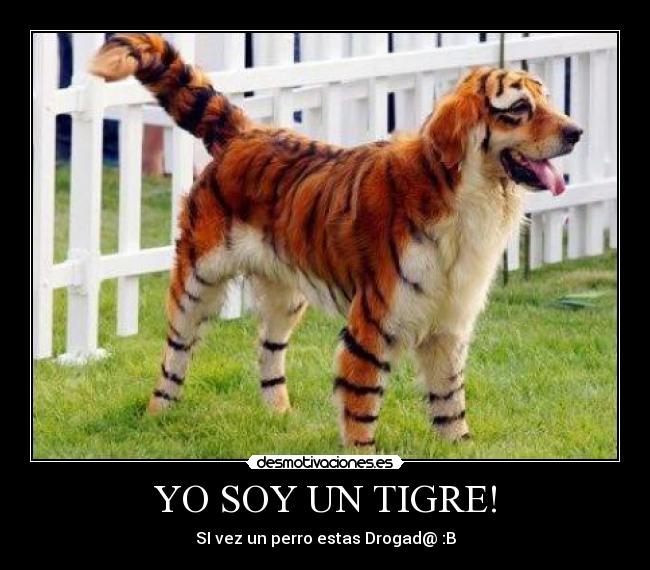 YO SOY UN TIGRE! - SI vez un perro estas Drogad@ :B