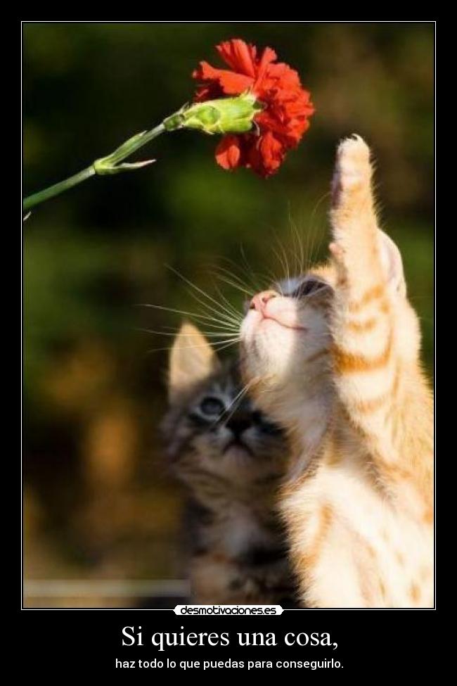 Si quieres una cosa, -