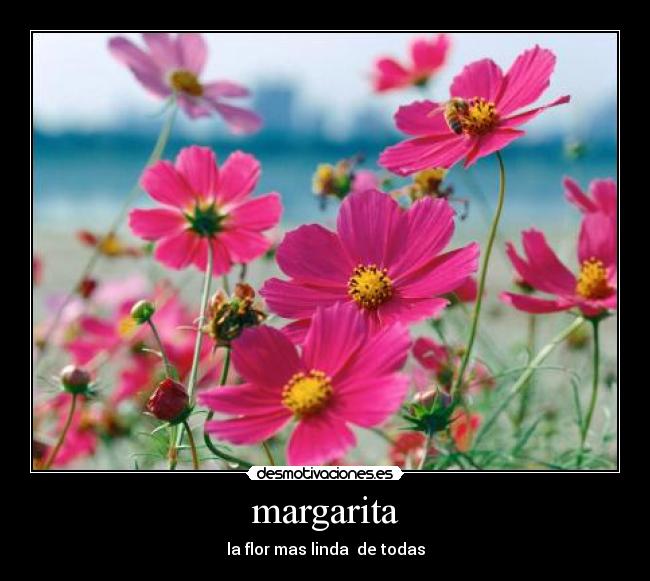 margarita - la flor mas linda  de todas