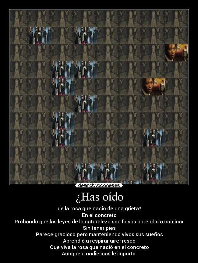 ¿Has oído - de la rosa que nació de una grieta?
En el concreto
Probando que las leyes de la naturaleza son falsas aprendió a caminar
Sin tener pies
Parece gracioso pero manteniendo vivos sus sueños
Aprendió a respirar aire fresco
Que viva la rosa que nació en el concreto
Aunque a nadie más le importó.