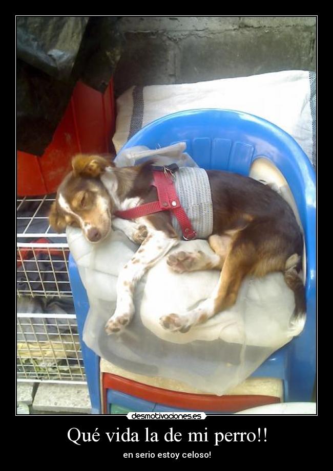 carteles vida vida perro desmotivaciones