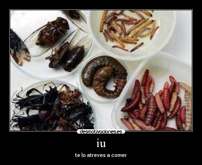 iu - te lo atreves a comer