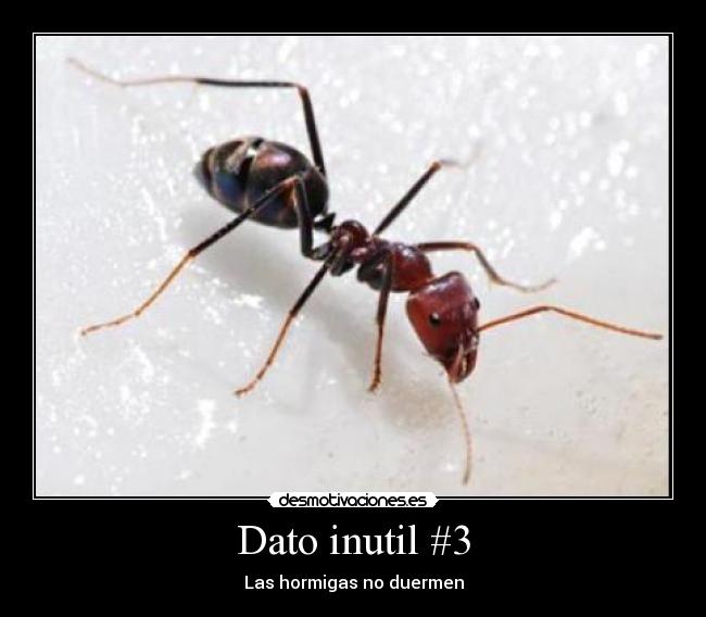 Dato inutil #3 - 