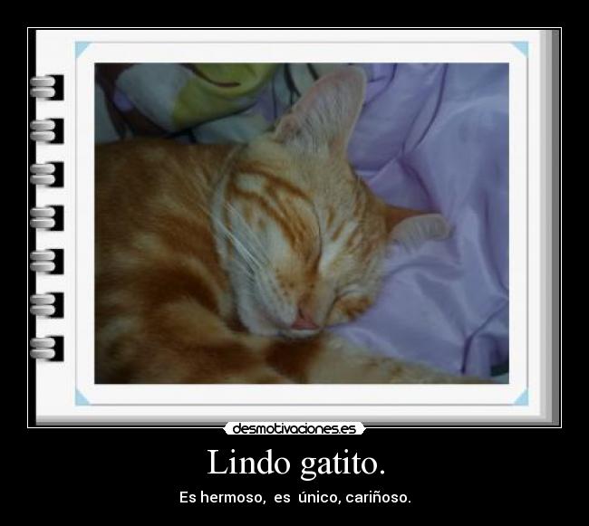 Lindo gatito. - Es hermoso, es único, cariñoso.