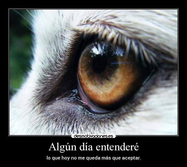 Algún día entenderé - lo que hoy no me queda más que aceptar.