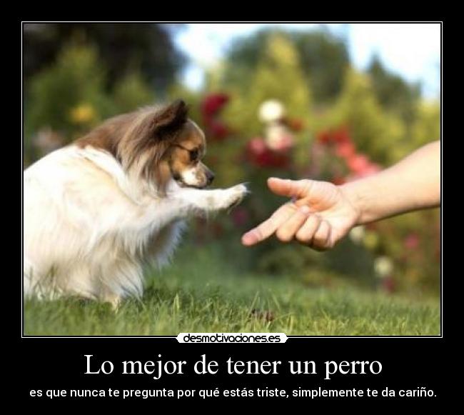 Lo mejor de tener un perro - 