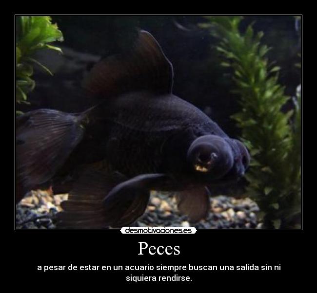 Peces - a pesar de estar en un acuario siempre buscan una salida sin ni siquiera rendirse.