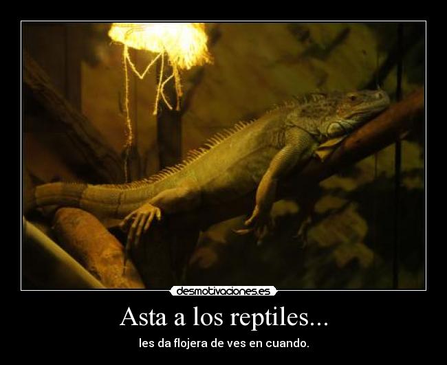 Asta a los reptiles... - les da flojera de ves en cuando.