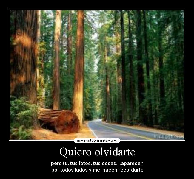 Quiero olvidarte -
