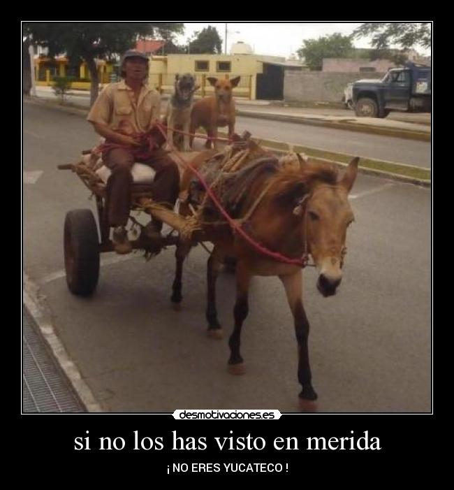 si no los has visto en merida -