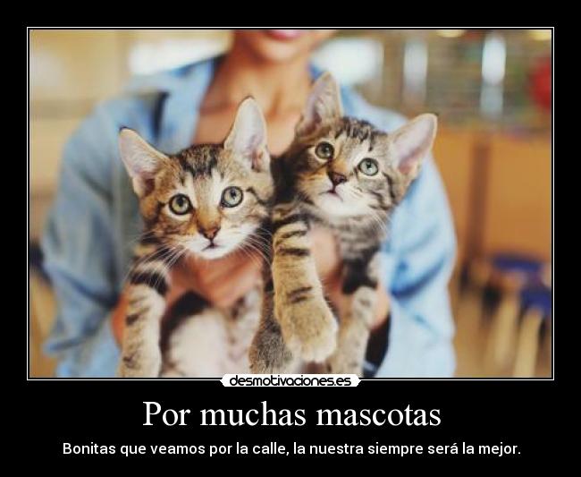 Por muchas mascotas - Bonitas que veamos por la calle, la nuestra siempre será la mejor.