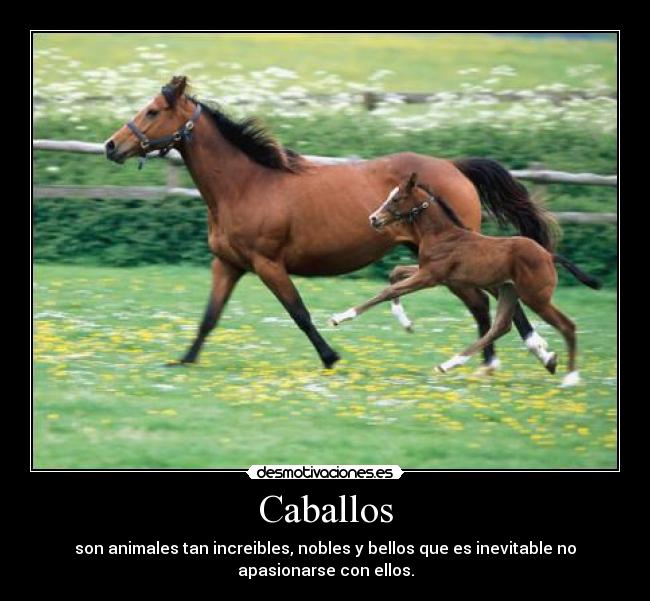 Caballos -