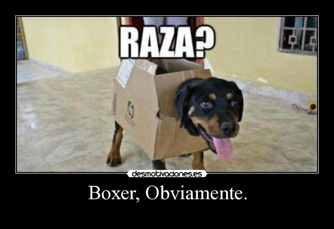 Boxer, Obviamente. - 