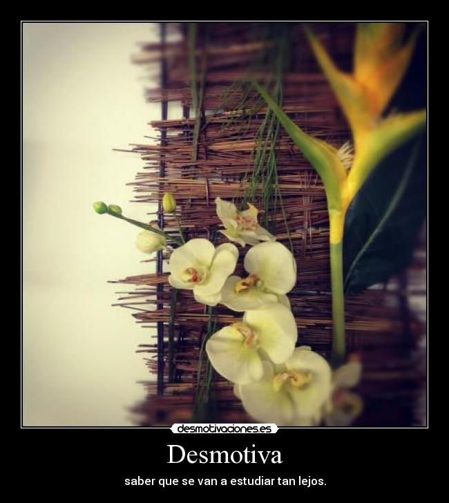 Desmotiva - saber que se van a estudiar tan lejos.