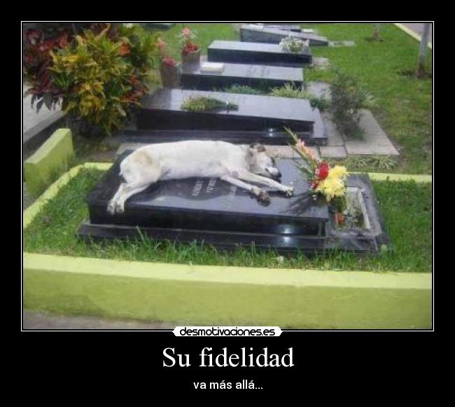 Su fidelidad - va más allá...