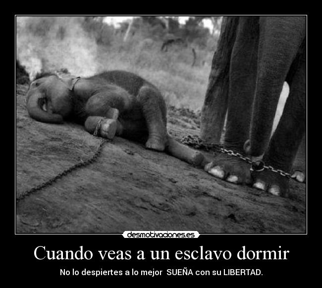Cuando veas a un esclavo dormir - No lo despiertes a lo mejor SUEÑA con su LIBERTAD.