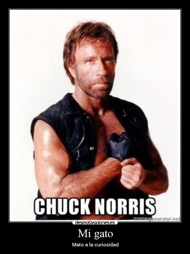 Mi gato - Mato a la curiosidad