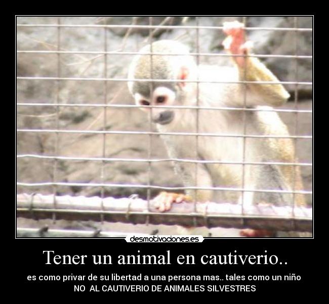 Tener un animal en cautiverio.. - 