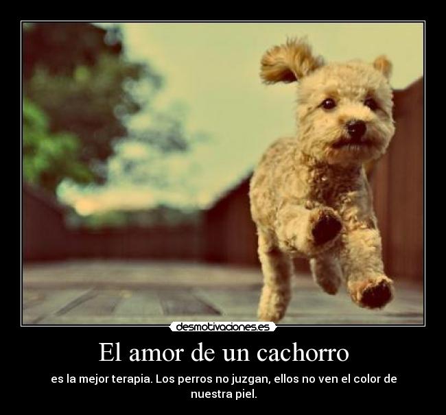 El amor de un cachorro - 