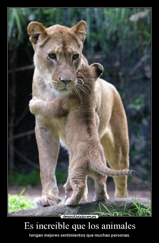Es increible que los animales - tengan mejores sentimientos que muchas personas.